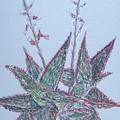 Aloe Angelo