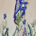 Bockingford Iris