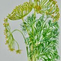 DILL
