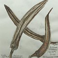 Dried Red Okra