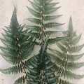 FERN ON TEA
