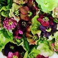Little Marrowbone Hellebores