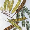 Locust Seed Pods