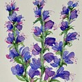 Vipers Bugloss